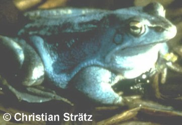 Moorfrosch (Foto: Christian Str�tz)