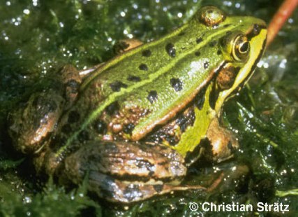 Wasserfrosch (Foto: Christian Str�tz)