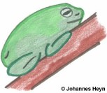 Laubfrosch