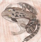 Grasfrosch (Sch�lerzeichnung)