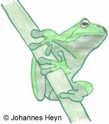 Laubfrosch (Zeichnung von Johannes Heyn)