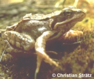 Grasfrosch (Foto: Christian Str�tz)