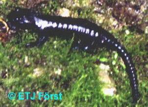 Alpensalamander