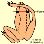 Grasfrosch: Fersenprobe