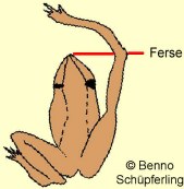 Moorfrorsch: Fersenprobe