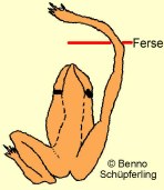 Springfrosch: Fersenprobe