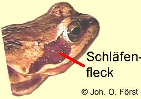 Froesche