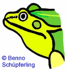 Gr�nfrosch: Kopf