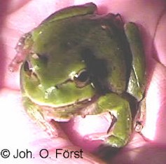 Laubfrosch