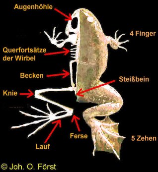 Wasserfrosch: Skelett (R�ckenansicht)