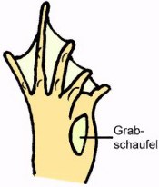 Knoblauchkr�te: Grabfu�