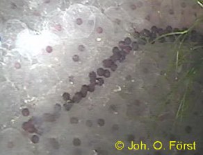 Laichballen des Grasfrosches und Laichschnur der Erdkr�te