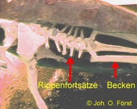 Wasserfrosch: Wirbels�ule