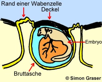 Wabenkr�te: Embryo in Hauttasche