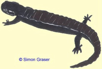 Alpensalamander (Simon Graser)