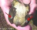 Knoblauchkröte: Grabschaufeln