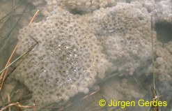 Grasfrosch: Laichballen