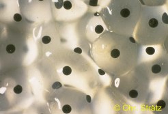 Grasfrosch: Eier mit Gallerthülle
