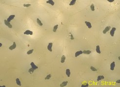 Grasfrosch: Larven in der Eihülle