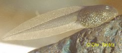 Grasfrosch: Kaulquappe