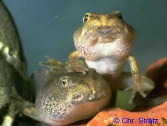 Grasfrosch: Jungfrösche