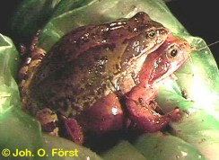 Grasfrosch: Pärchen bei der Laichwanderung