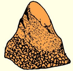Feuersalamander: Spermatophore