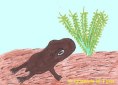 Triadobatrachus