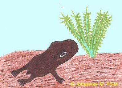 Triadobatrachus