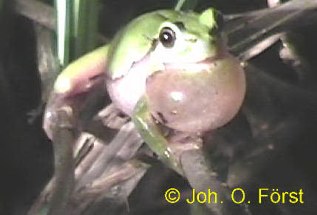 Laubfrosch: kehlst�ndige Schallblase
