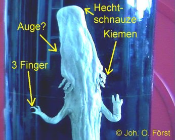 Grottenolm: Kopf