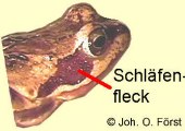Braunfrosch: Schl�fenfleck