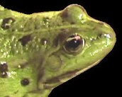 Gr�nfrosch: Kopf