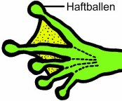 Laubfrosch: Hinterfu� mit Haftballen