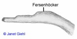 Grasfrosch: Fersenh�cker
