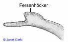 Moorfrosch: Fersenh�cker