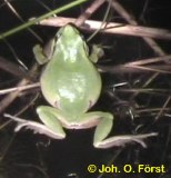 Laubfrosch (R�ckenansicht)