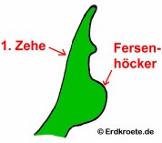 T�mpelfrosch: Fersenh�cker