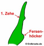 Seefrosch: Fersenh�cker
