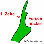 Teichfrosch: Fersenh�cker