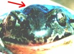 Knoblauchkr�te: Stirnh�cker