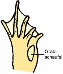 Knoblauchkr�te: Grabfu�