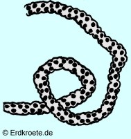 Laichschnur