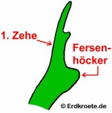 Teichfrosch: Fersenh�cker