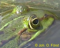 Teichfrosch: Kopf