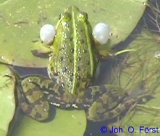 Teichfrosch mit Schallblasen