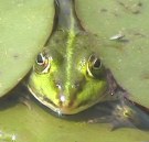 Teichfrosch zwischen Seerosenblttern