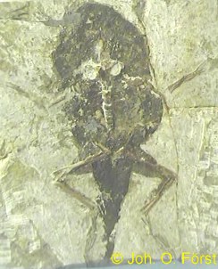 Urfrosch  Rana hauffiana (Obermioz�n, Randecker Maar)
