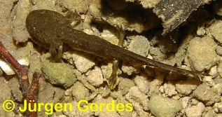Feuersalamander: Larve (Foto: J�rgen Gerdes)