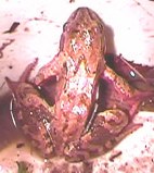 Springfrosch